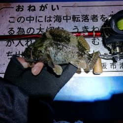 懲りずにヘチ釣りへ(フェリーターミナル)