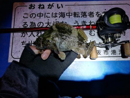 懲りずにヘチ釣りへ(フェリーターミナル)