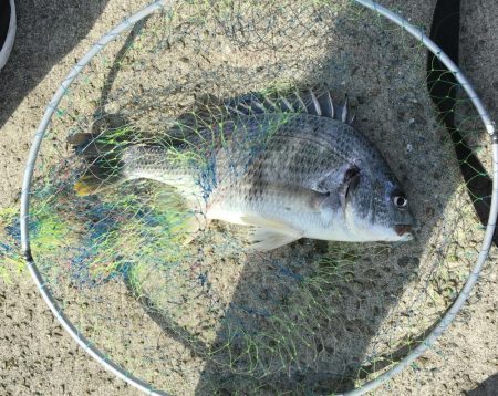 珍しい  冬  キビレ