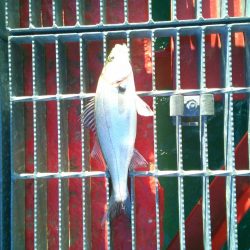 尼崎市立魚つり公園で