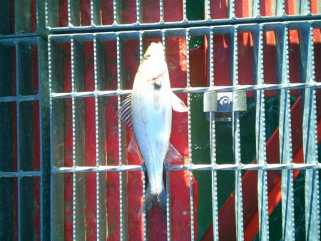 尼崎市立魚つり公園で