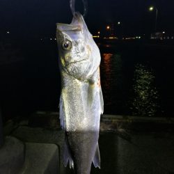 爆風のヘチ釣りin大阪フェリーターミナル(笑)