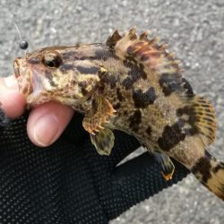 ヘチ釣りin南港海釣り公園　～久々の南港釣り公園