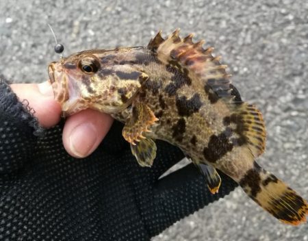 ヘチ釣りin南港海釣り公園　～久々の南港釣…