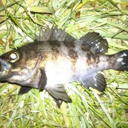 雪後初のライトゲーム