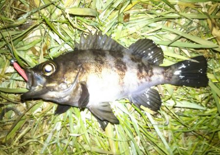 雪後初のライトゲーム