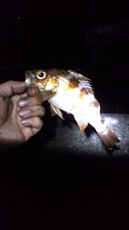 ライトゲームランガン