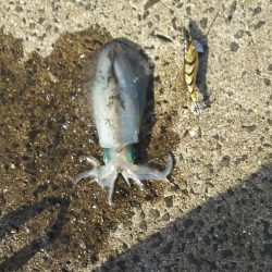 アオリイカエギング