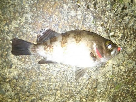 激渋メバリング