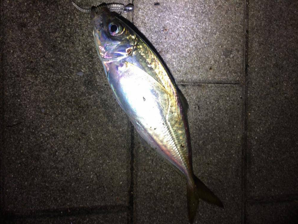 シーサイドコスモ　大阪南港の釣り　2017カンパリ釣り情報まとめ！（前編）