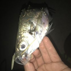 アジング 釣り納め