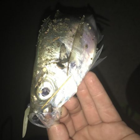 アジング 釣り納め