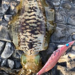 2018 初エギング