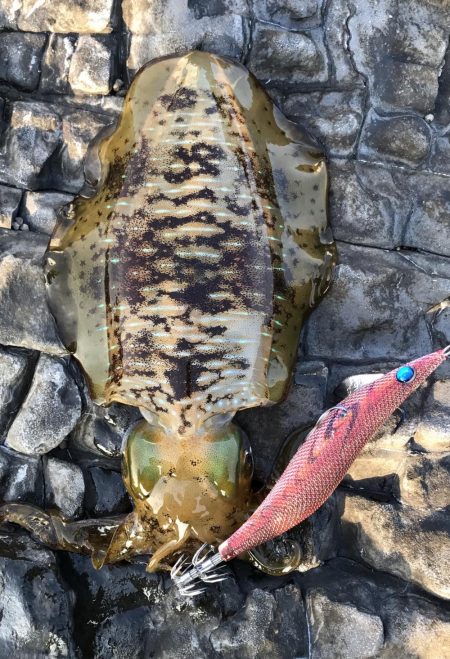 2018 初エギング