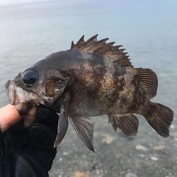 雨降りメバリング！