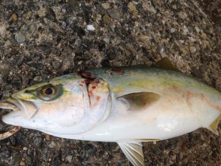 初物ハマちゃん