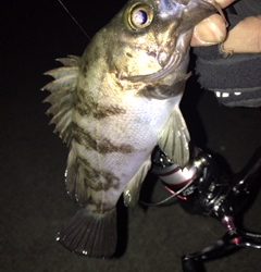 凪のメバリング釣行