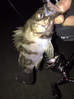 凪のメバリング釣行