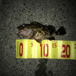 ちび穴子ばっかり