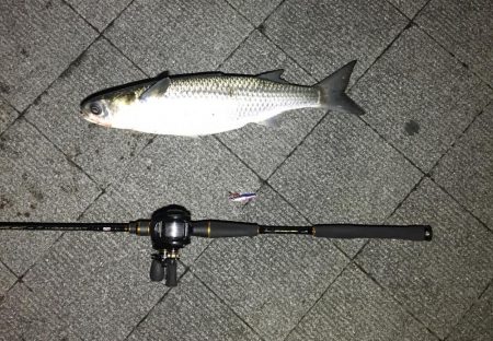 夜中に初めての港で釣行