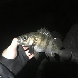 今年初のメバル爆釣♪