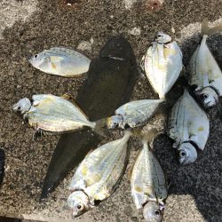 神奈川県の釣り　2017年前半のカンパリ投稿まとめ