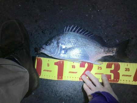 チニングシーズン開幕？