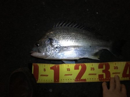 チニング絶好調！！