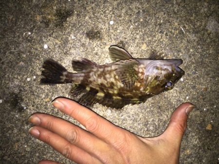 ヒイカはどこ？