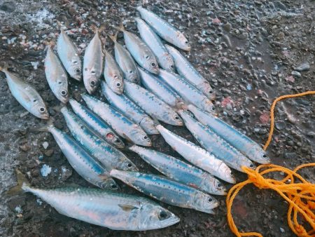 岩屋一文字でサビキ釣り
