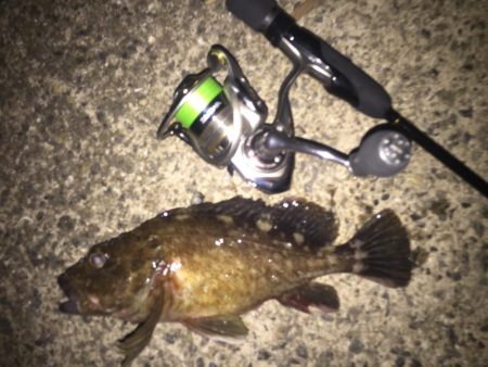 根魚ハントin湾奥