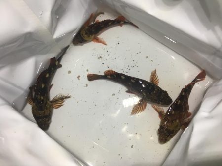 大阪から２時間。美しく豊かな港でのんびり釣…