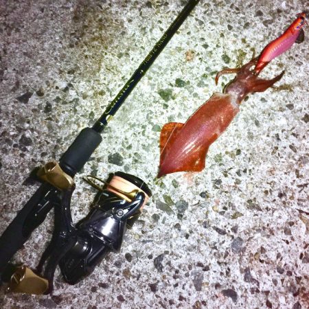 ケンサキイカ　エギング　兵庫県（瀬戸内海）の開幕時期・シーズン②