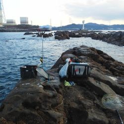 チヌが釣れ始めました・・・