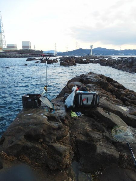 チヌが釣れ始めました・・・