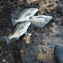 チヌ祭り始まりました・・・・