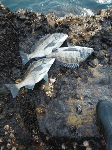 チヌ祭り始まりました・・・・