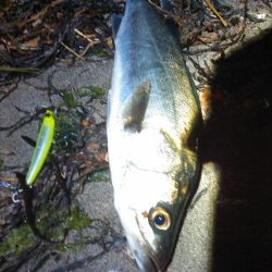 2018年初シーバス釣行