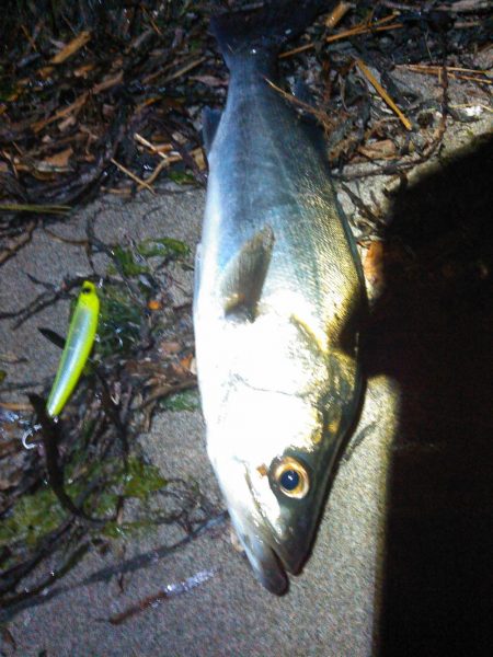 2018年初シーバス釣行