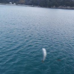 サビキからのアジング