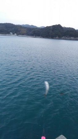 サビキからのアジング