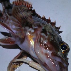 ガシリング(ガシラ×1)