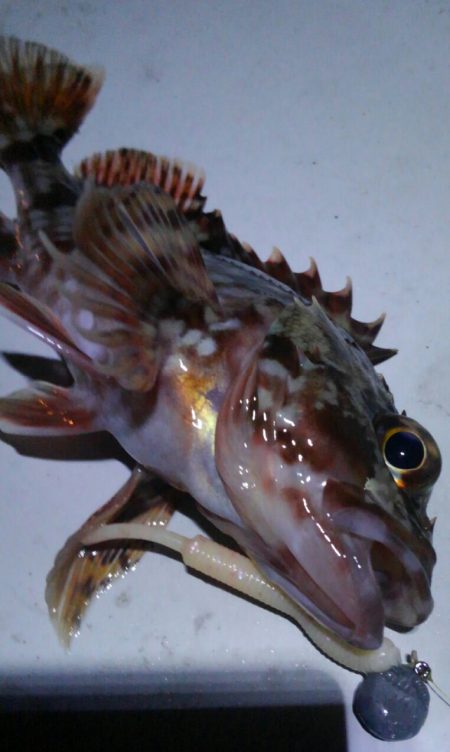 ガシリング(ガシラ×1)