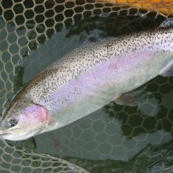 大安トラウトレイク 釣果