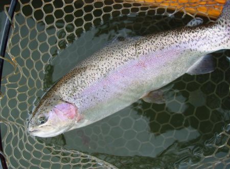 大安トラウトレイク 釣果