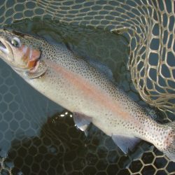 大安トラウトレイク 釣果