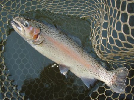 大安トラウトレイク 釣果