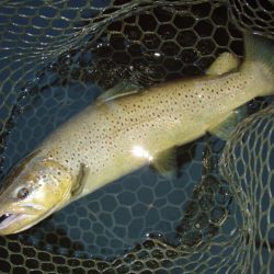 岡崎トラウトポンド釣果