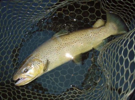 岡崎トラウトポンド釣果