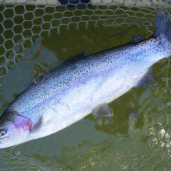 大安トラウトレイク 釣果